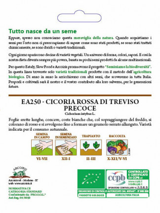 Cicoria Rossa di Treviso - Sementi Biologiche